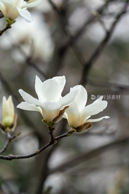 盛开的玉兰花特写