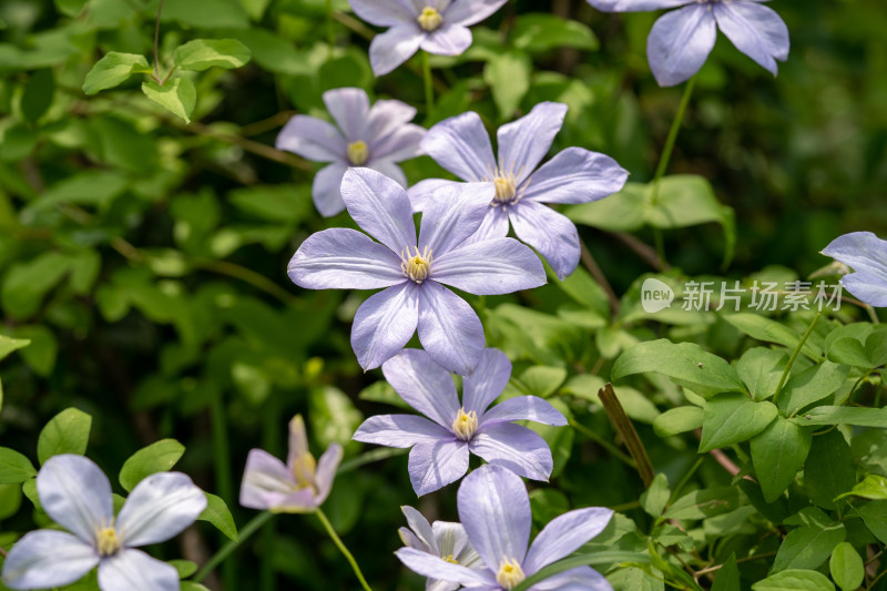 春天的野生铁线莲开花