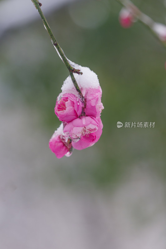 武汉东湖梅园雪中梅花盛开