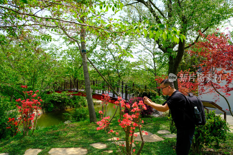 鲜艳红色杜鹃花盛开在绿意背景中