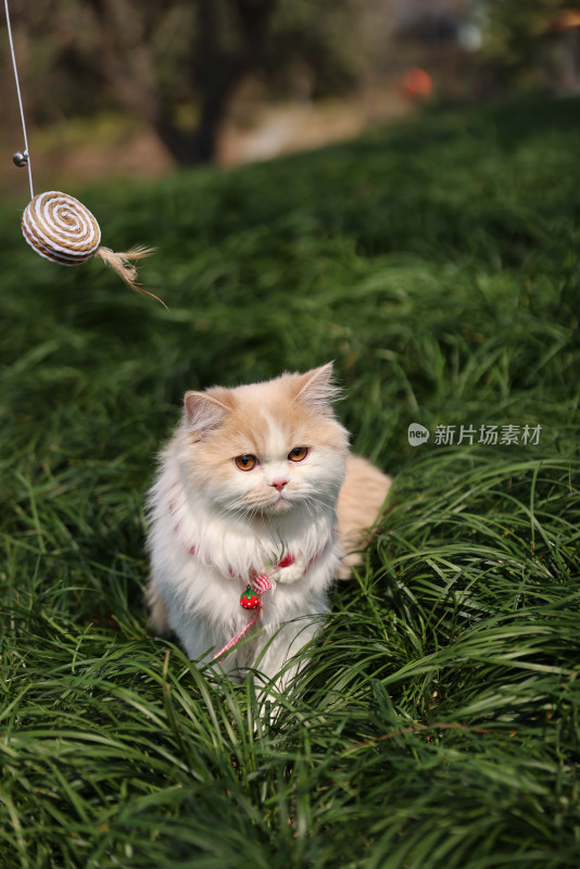 一只在绿色草地上的乳白英国长毛猫