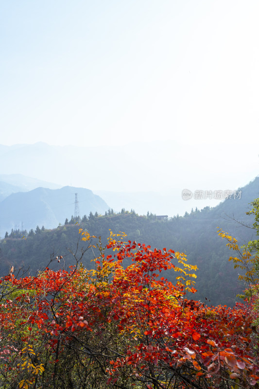 重庆巫山神女景区里红叶