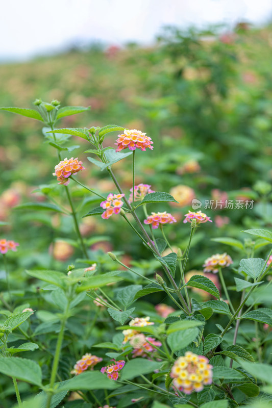 马缨丹花