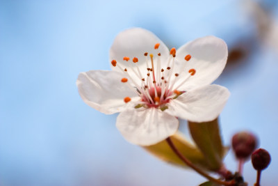 唯美花朵特写