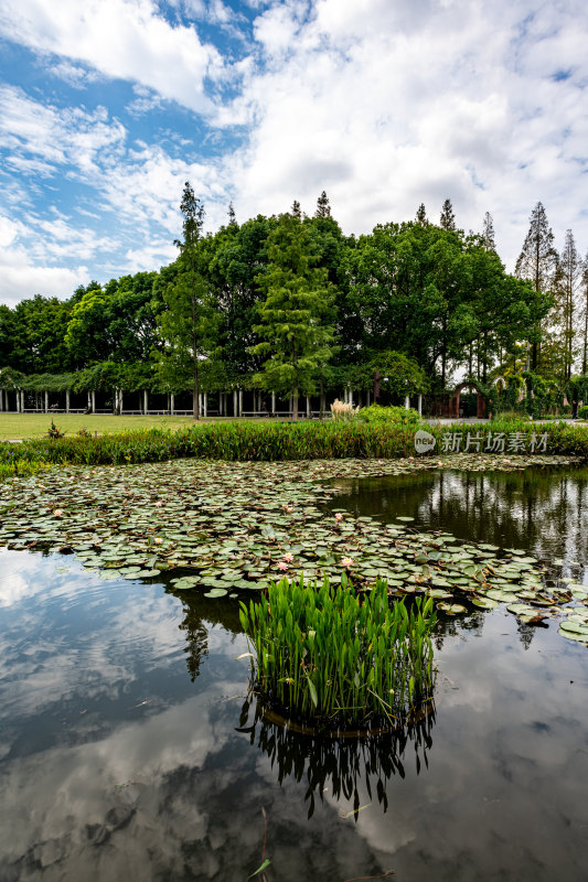 上海植物园自然风景景点景观