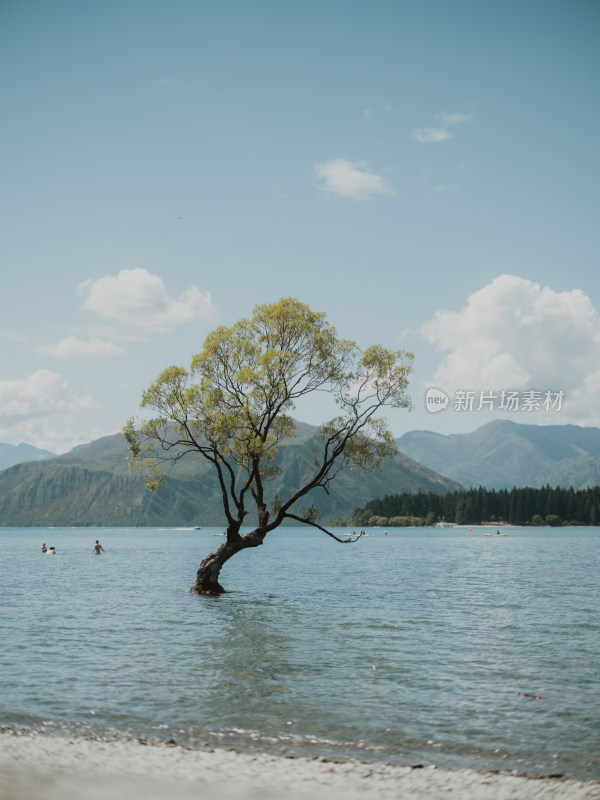 Wanaka孤独的树 湖中央的树