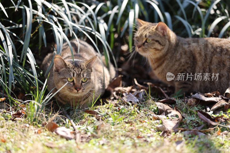 杭州西湖花港观鱼的两只狸花猫