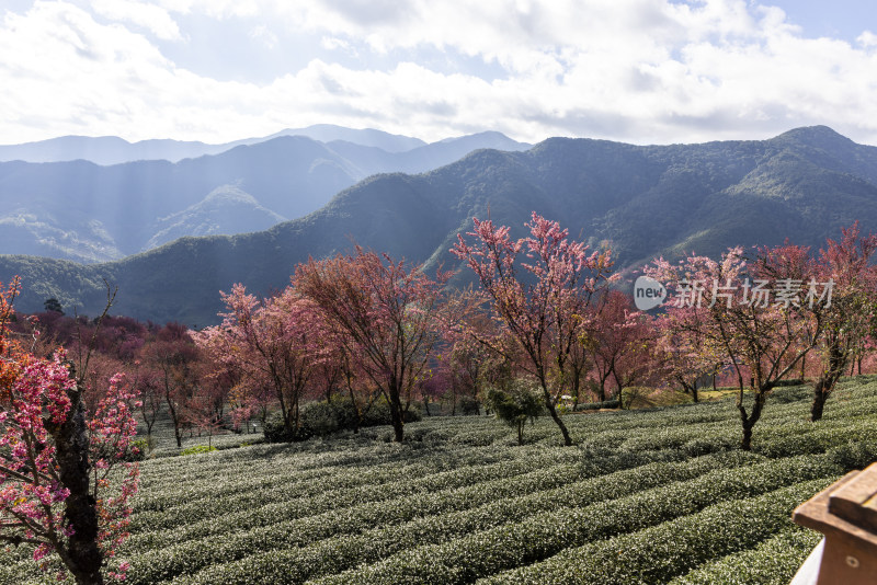 大理无量山樱花谷茶园