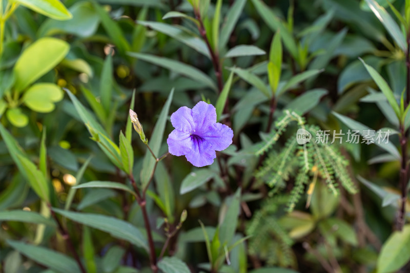 户外盛开的蓝花草