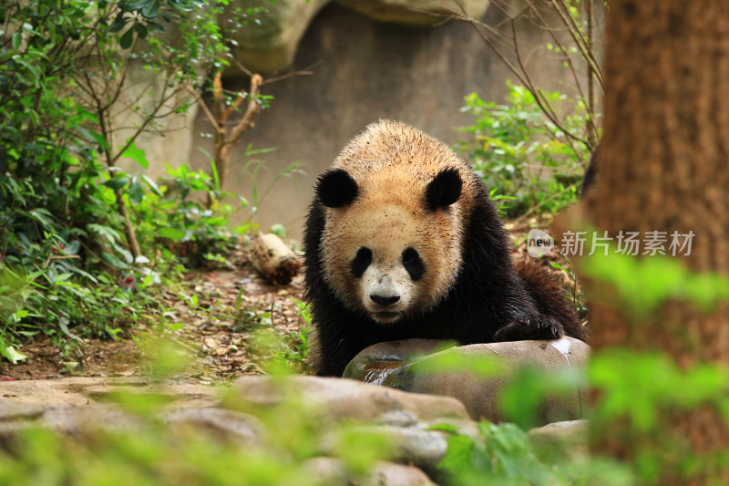 成都大熊猫繁育研究基地的国宝大熊猫