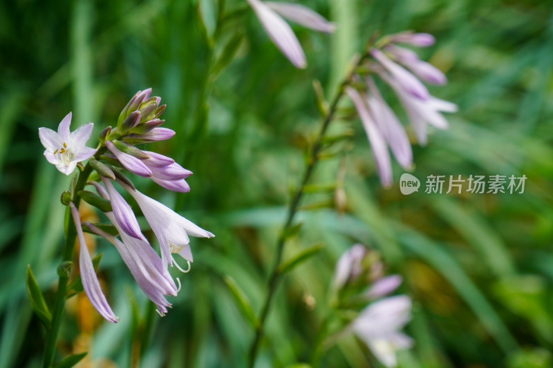 紫色花朵花卉园艺紫萼玉簪花