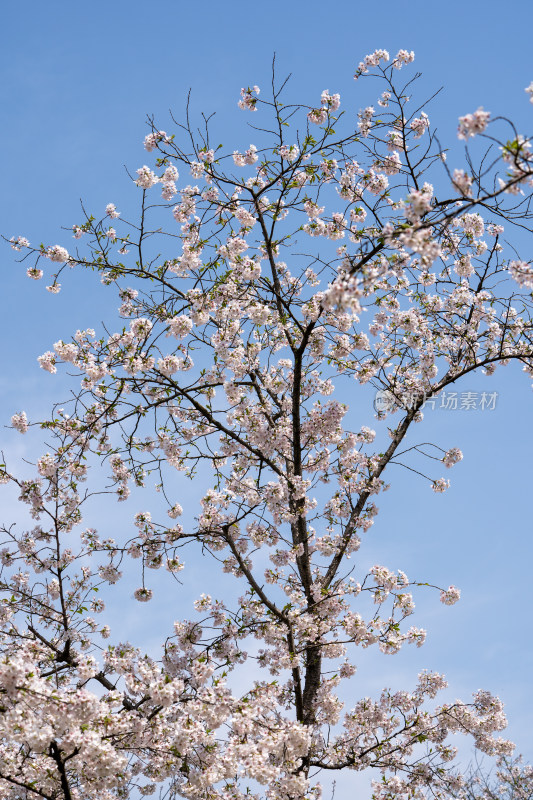 武汉东湖樱花园白色樱花盛开