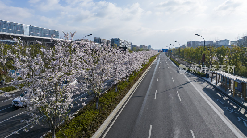 杭州未来科技城文一西路通往春天的樱花大道