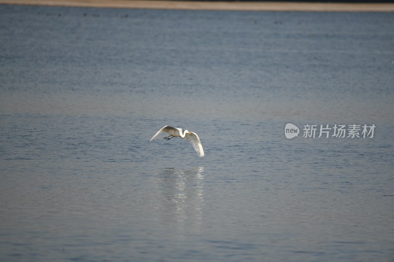 湿地中野生白鹭