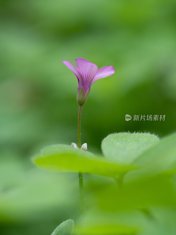 春天的酢浆草开花特写