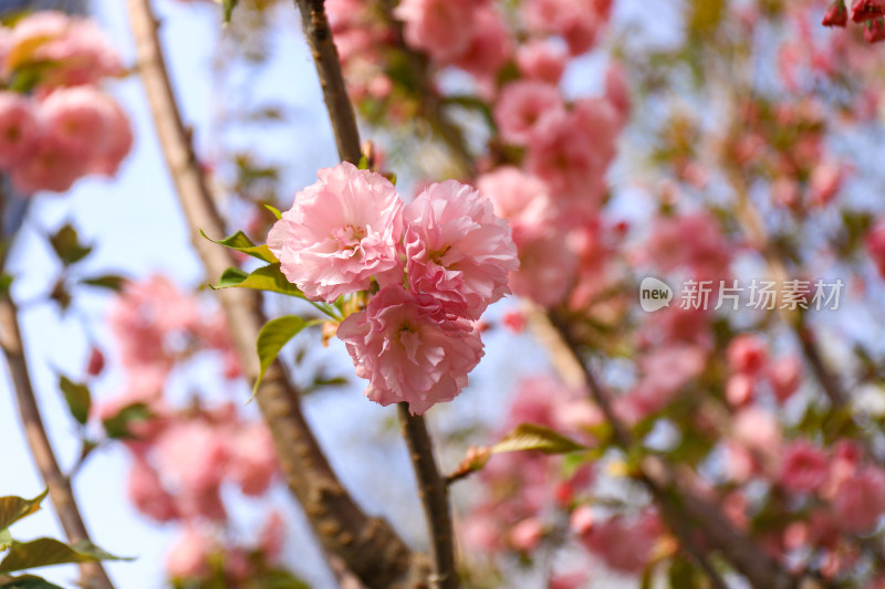 春天赏花重瓣晚樱