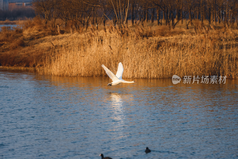 郑州北龙湖湿地公园飞翔的黑疣鼻天鹅