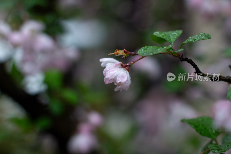 雨中的粉色海棠花素材