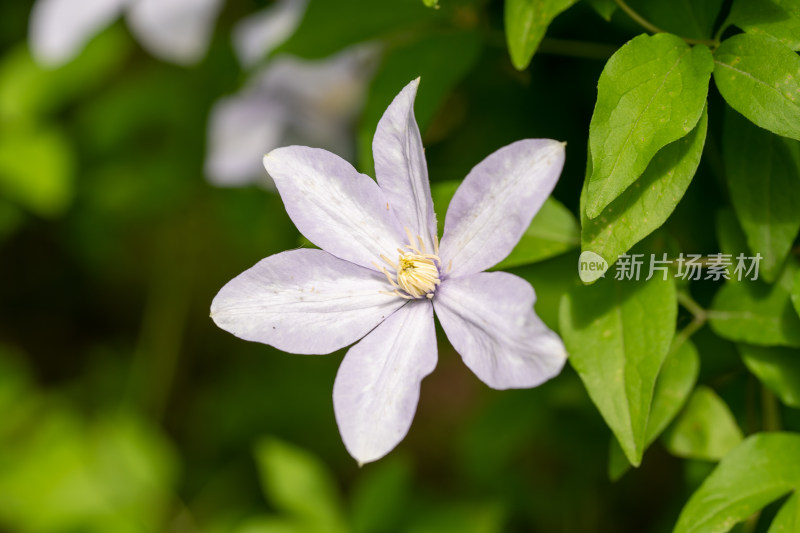 春天的野生铁线莲开花