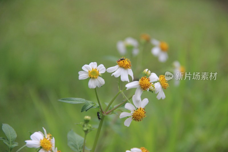 广东东莞：白花鬼针草