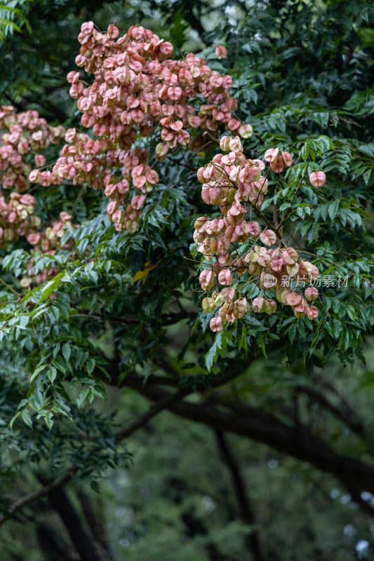 栾树花开