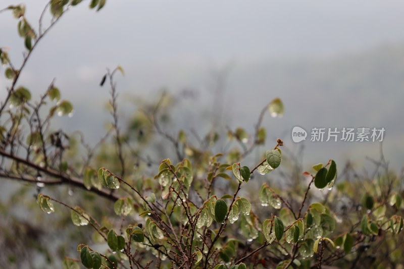 带水珠的嫩绿植物枝叶