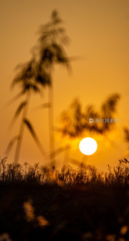 夕阳下芦苇丛风景