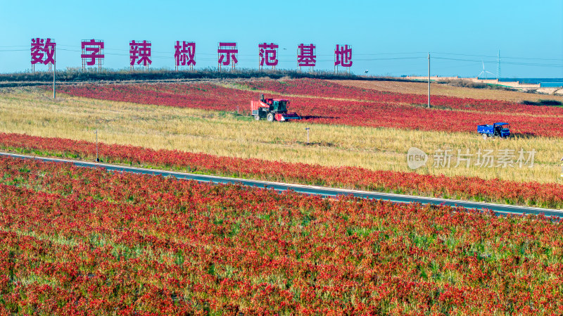 5G数字辣椒种植基地丰收航拍