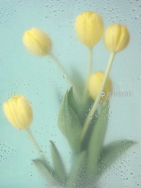 透过满是雨滴的玻璃窗户看鲜花郁金香