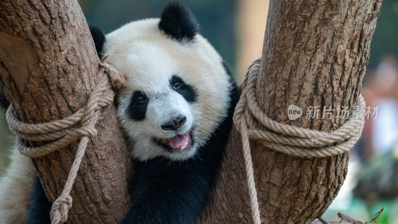 树杈上的大熊猫