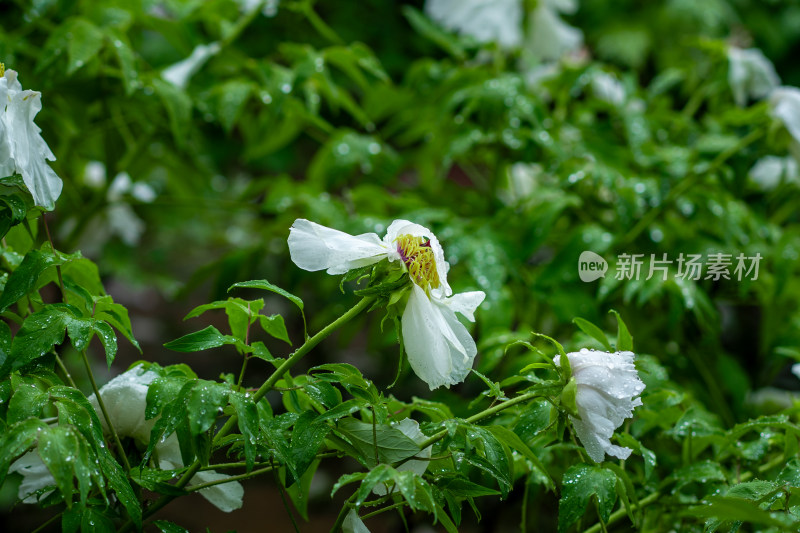 雨中牡丹花