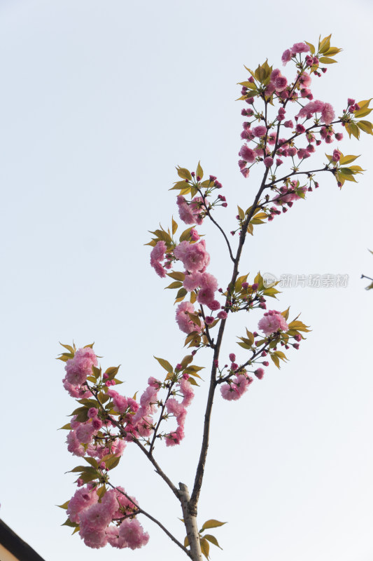 杭州钱塘江樱花大道花朵娇艳