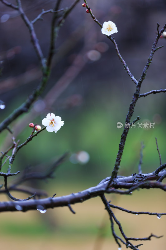雨中的唯美梅花 带水滴水珠的梅花盛开