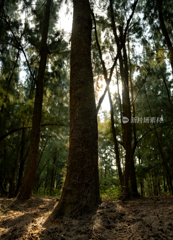 阳光透过林间的树木森林景象