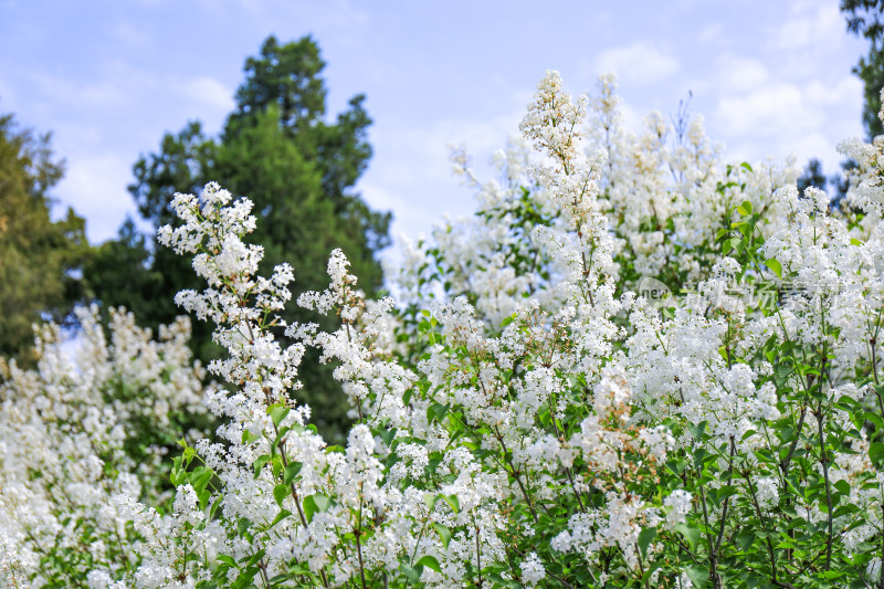 白色丁香花