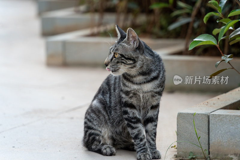 户外的狸花猫