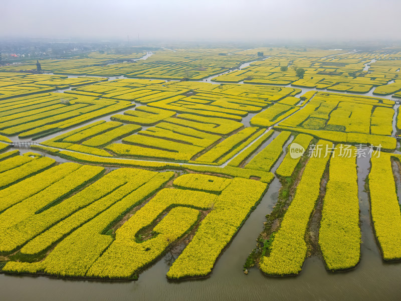 江苏扬州千垛油菜花金黄色运河航拍