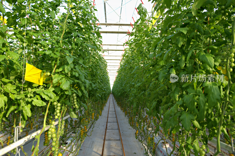温室大棚内的番茄种植场景