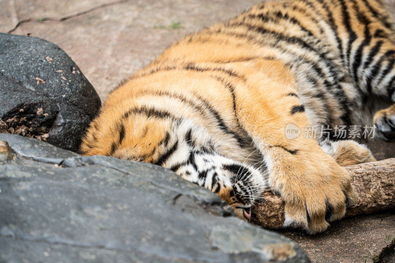 动物园里老虎的特写镜头