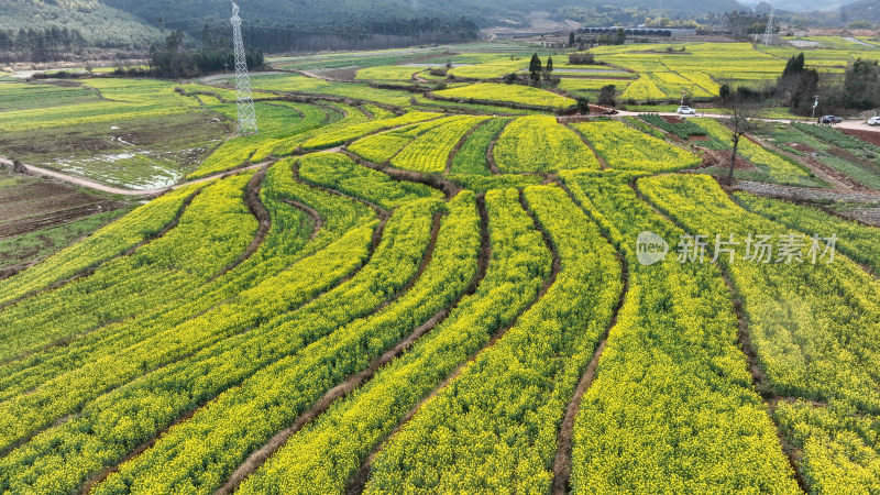 油菜花绘就田园美景