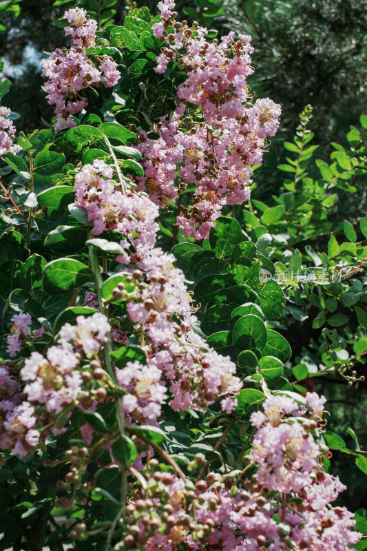 北京国家植物园紫薇花