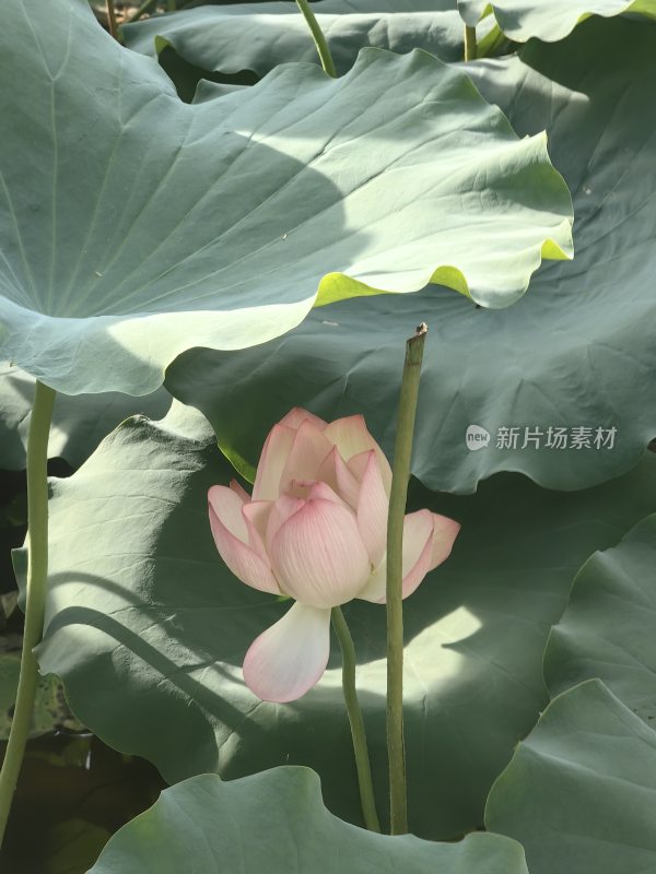 盛开的荷花与荷叶