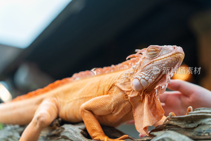 游客在清迈夜间动物园里抚摸橙色的鬣蜥