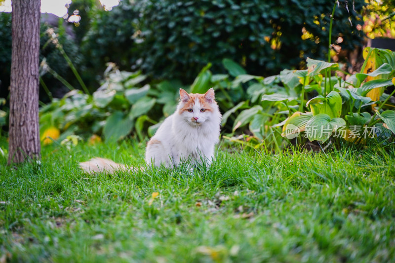 一只猫坐在草地上