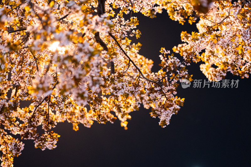 樱花夜晚唯美场景春天