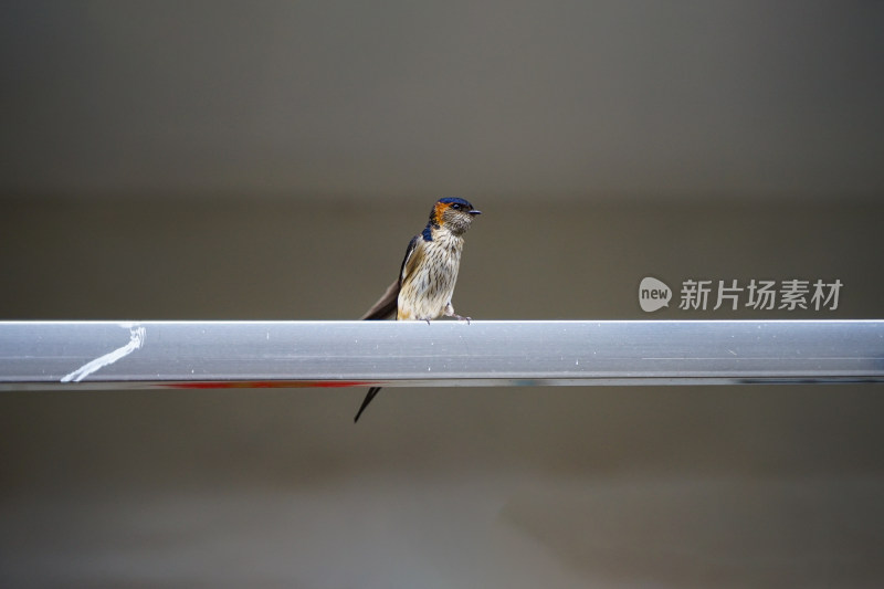 黑燕子在晾衣架上