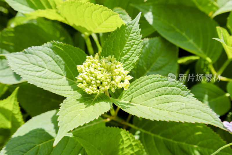 盛放的五颜六色的绣球花特写