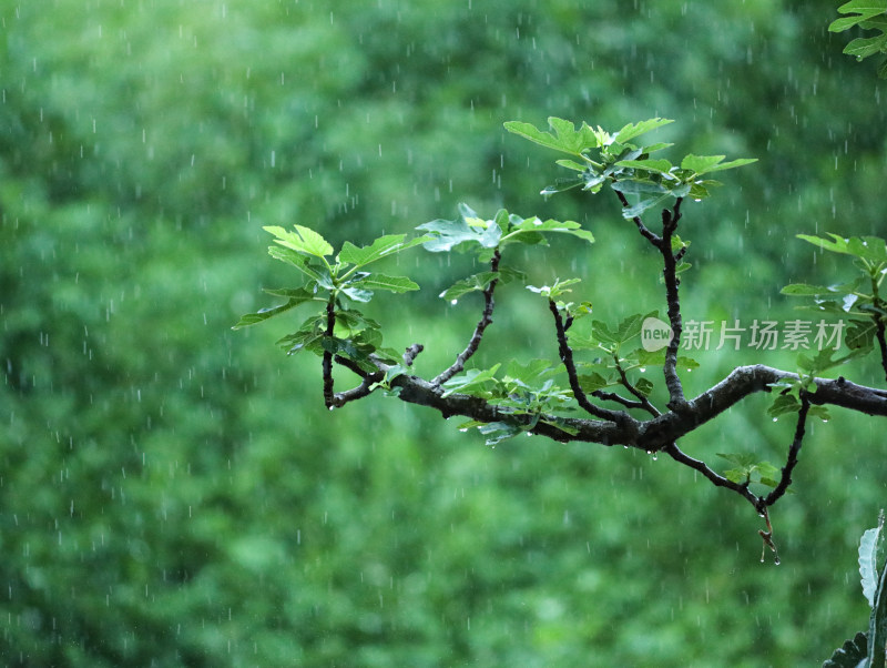 下雨天中的雨丝和绿色植物自然风景的背景图