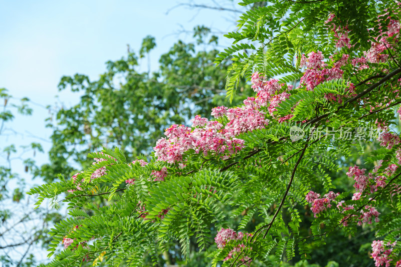 粉红色开花植物节荚决明花