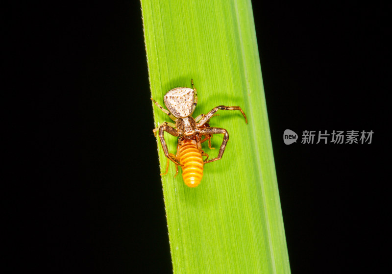 蟹蛛捕食白蚁